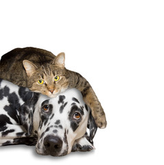 close friendship between a cat and a dog - obrazy, fototapety, plakaty
