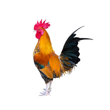 chicken bantam ,Rooster isolated on white (Die cutting)