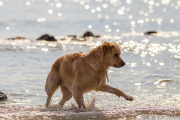 Happy cute dog on the beach playing and running on the seashore. Shot in backlit on bokeh background