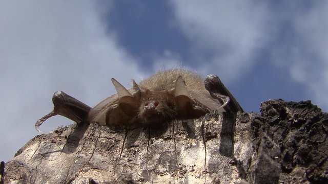 Bat basking in the sun