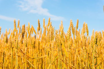 Golden wheat