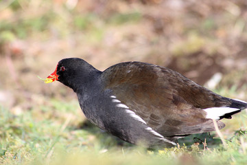 poule d'eau 22032016