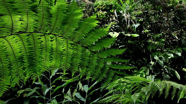 Wind moving a big leave of fern with a background of plants