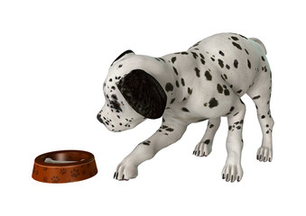 Dalmatian Puppy on White © photosvac