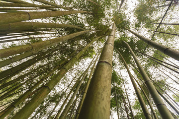 Fototapeta na wymiar Bamboo at Ha Giang province
