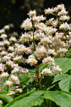 Flower Horse chestnut (Aesculus hippocastanum) blossom cluster