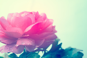 Fototapeta na wymiar pink buttercup flower 