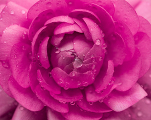 pink buttercup flower 