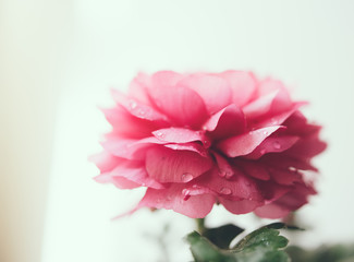 pink buttercup flower 