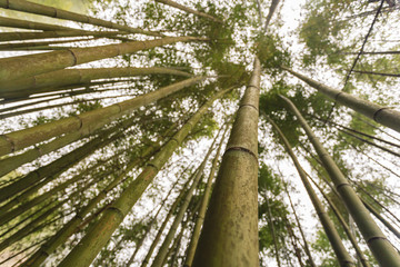 Bamboo at Ha Giang province