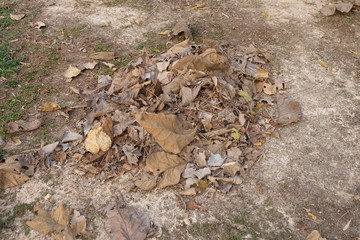 pile of dried leaf on ground 
