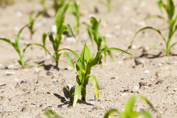 young sprout of corn 