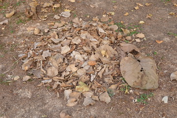 pile of dried leaf on ground 
