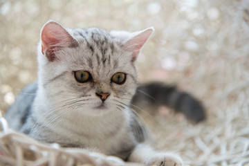 Cute american shorthair cat