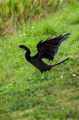 Anhinga on the grass