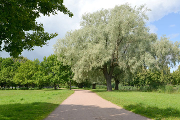 Fototapeta na wymiar Path in Kolonistsky park. Peterhof