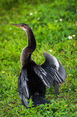 Female anhinga