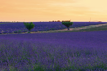 Naklejka na ściany i meble Beautiful colors purple lavender fields near Valensole, Provence