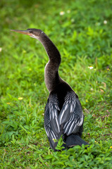 Anhinga on the grass at Everglades National park