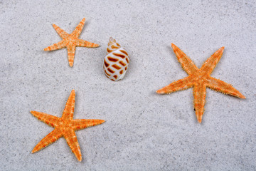 Fototapeta na wymiar Orange starfishes and shell on a background