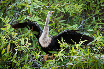 Young anhinga