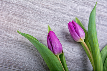 Violet tulips o a wooden background