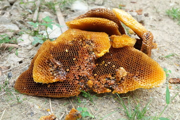 golden beehive fall on ground
