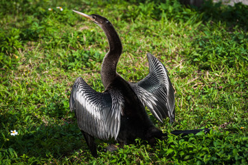 Female anhinga with wings open