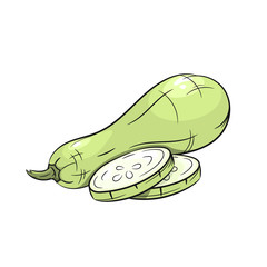 Vector squash illustration on white background