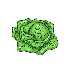 Vector cabbage illustration on white background