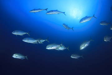 School Bigeye Trevally fish (Jackfish)