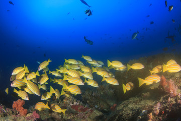 Naklejka na ściany i meble Fish schooling on underwater coral reef