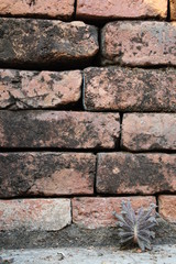 old brick wall and plant
