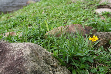 Little yellow star flower
