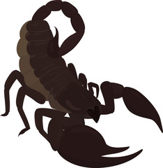 brown scorpion with sting 