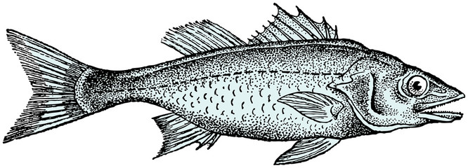 Obraz premium Engraving illustration of sea bass - Dicentrarchus labrax