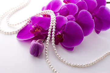 ピンクの胡蝶蘭