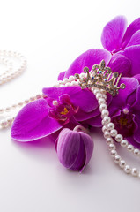 ピンクの胡蝶蘭