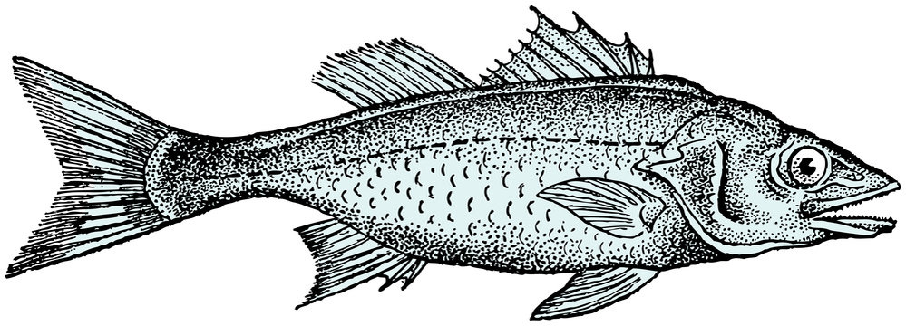 Engraving illustration of sea bass - Dicentrarchus labrax