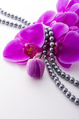 ピンクの胡蝶蘭