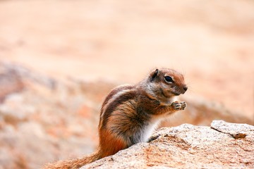 Squirell auf den Kanarischen Inseln