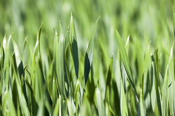 Agriculture. cereals. Spring  