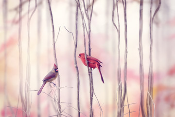  Northern Cardinal Birds - obrazy, fototapety, plakaty