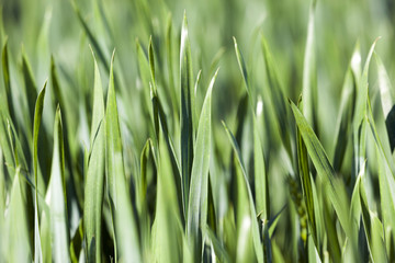 Leaves of wheat. close-up  