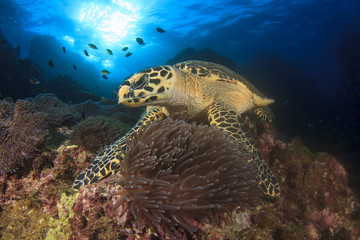 Fototapeta na wymiar Hawksbill Sea Turtle feeding on coral reef underwater 