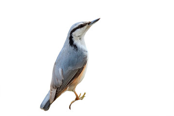 a curious grey bird nuthatch on a white isolated background