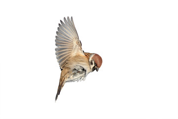 a bird a Sparrow flies to spread its wings on white isolated background