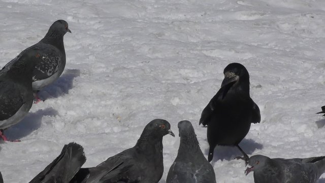 Pigeons and rooks lunching on snow