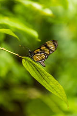 Philaethria wernickei butterfly on long green leaf