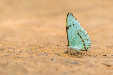 Fototapeta na wymiar Pale green butterfly perched on sandy ground